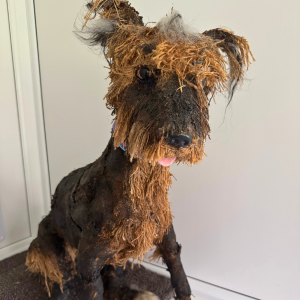 Scruffy Main